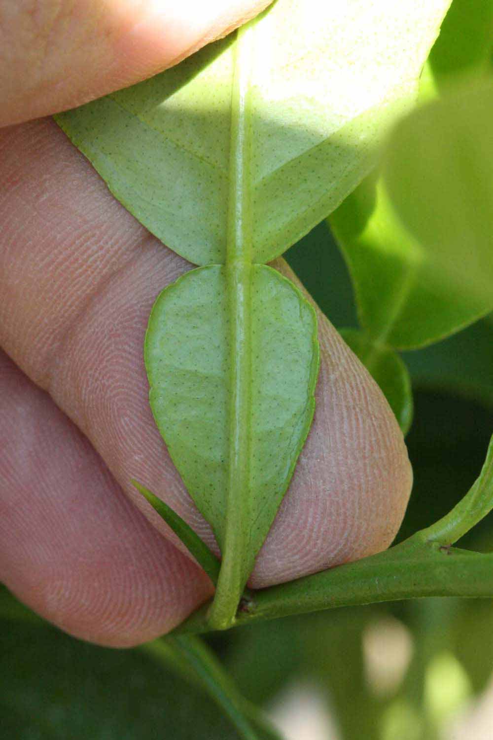              Petiole (Riverside, CA)       